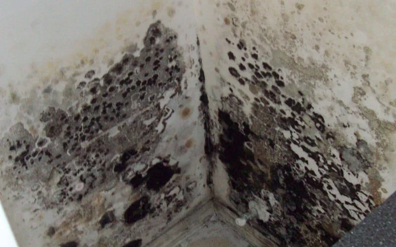 Black mold can be a serious problem and removing it can help. While standard household cleaners like bleach may just cover up the problem temporarily, biocide is designed to remove the mold spores, not just the surface. Using biocide also removes the moisture that allows mold to grow. Using a dehumidifier will help dry up the space and prevent any further mold growth. Read on to learn about what you need to do to remove black mold.