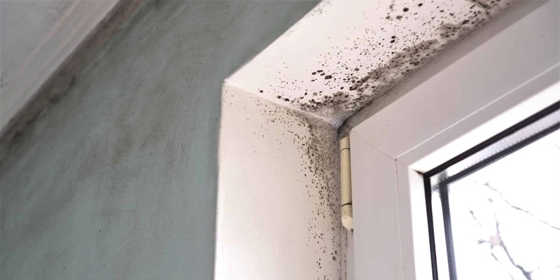 Mold can be a real headache, disrupting your home or business environment and posing health risks. But don't worry, All Clean Restoration is here to help! This guide will be your roadmap to a mold-free future, with your space looking and feeling better than ever.