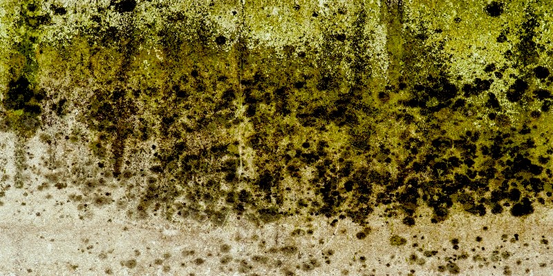 Mold thrives in damp environments, like basements and crawl spaces. If you notice structural deterioration due to moisture, frequent flooding, or a consistently damp area, it's crucial to investigate for potential mold growth.