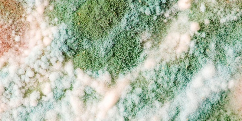 At All Clean Restoration, we understand that discovering any unexpected substance in your home can be unsettling. When that substance is white, fuzzy, or powdery, it often leads to questions about mold.
